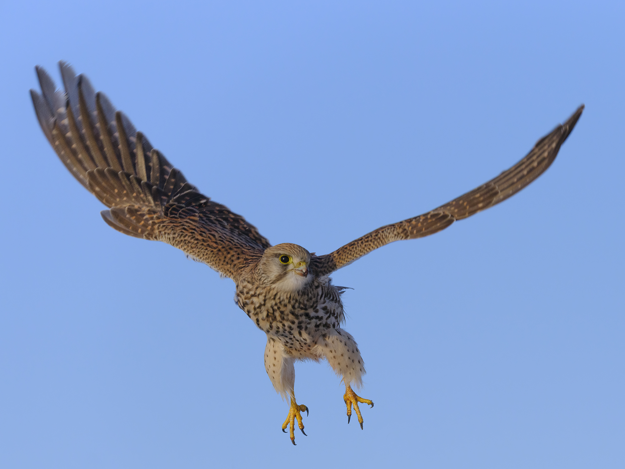 Spannweite um die 75 cm